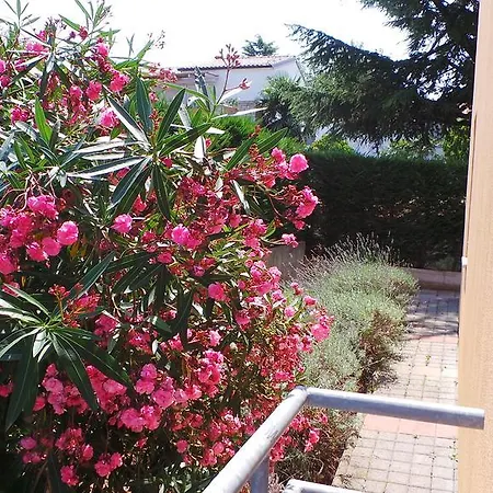 Apartments Henc Novigrad  Exterior photo